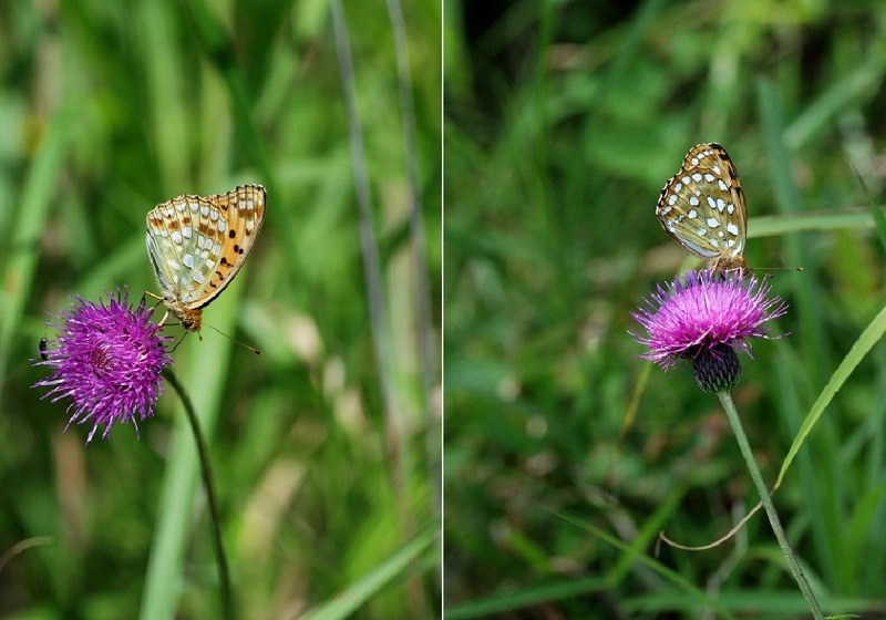 ヒョウモンチョウの見分け方 2013-2014_a0096417_10165796.jpg