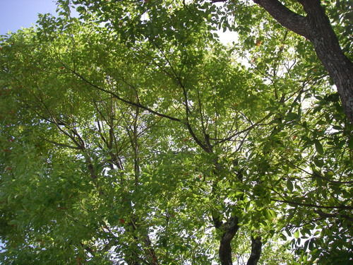 a0315918_1184549.jpg