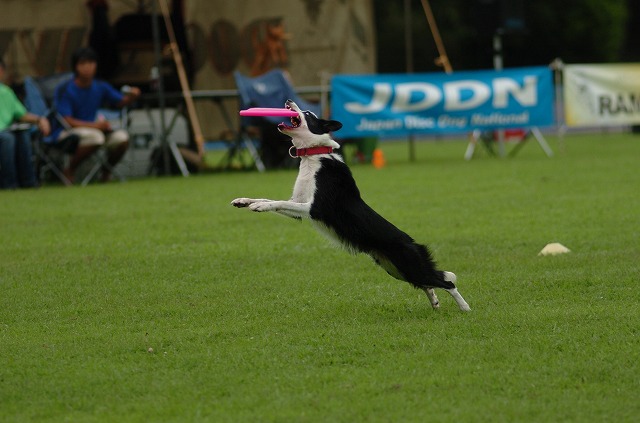 20130914　宮ヶ瀬BOWWOWドッグスポーツフェスティバル　Vol.01_e0121418_1845946.jpg