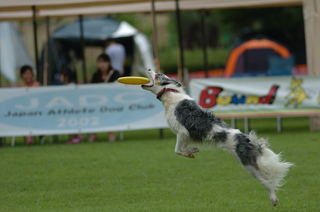 20130914　宮ヶ瀬BOWWOWドッグスポーツフェスティバル　Vol.01_e0121418_18462655.jpg