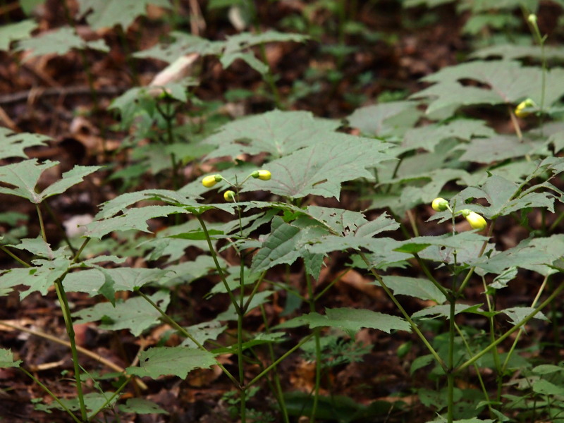 c0085622_9573610.jpg