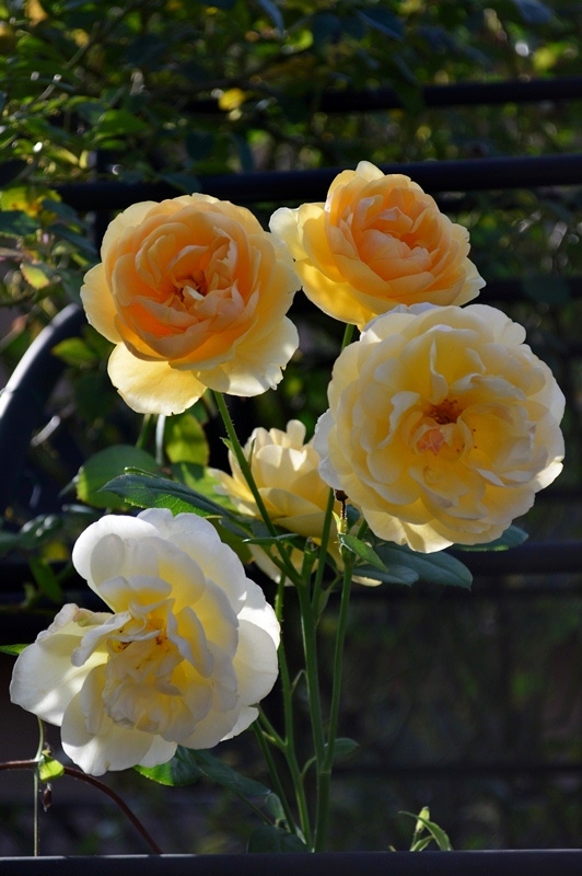 d0096422_913111.jpg