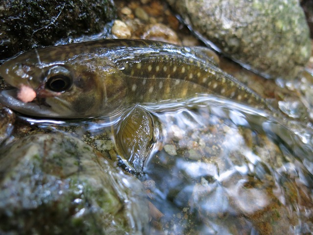 d0227723_14365818.jpg