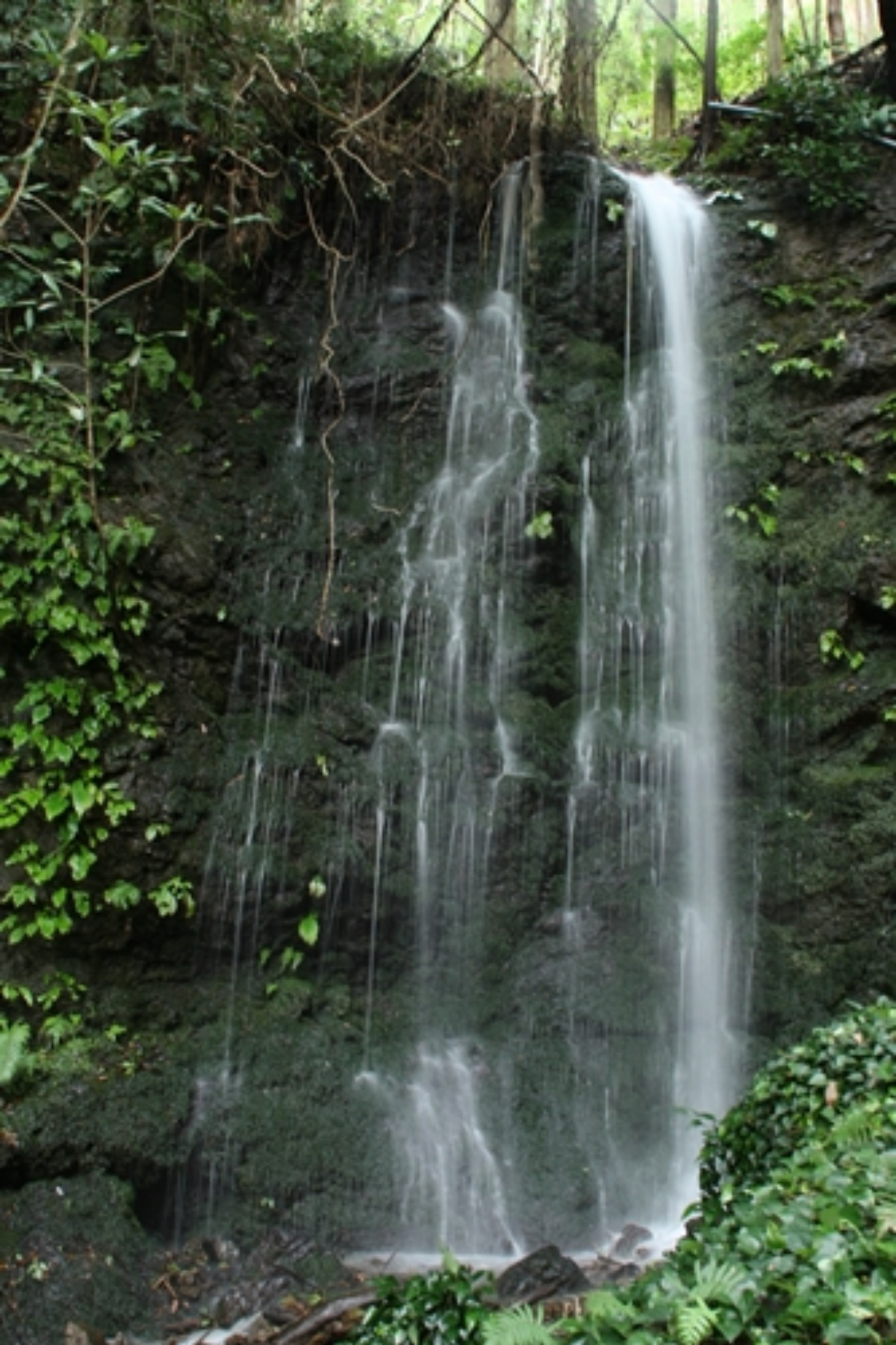 雨後の白藤の滝_e0033229_21492078.jpg