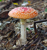 f0108133_10461056.jpg