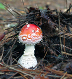 f0108133_1322074.jpg