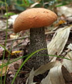 f0108133_13252555.jpg