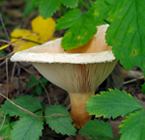 f0108133_1326447.jpg