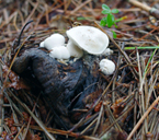 f0108133_13301117.jpg