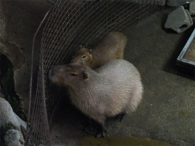 秋の訪れとシワコブサイチョウ_a0179837_1734456.jpg