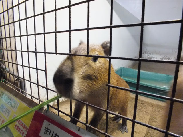 秋の訪れとシワコブサイチョウ_a0179837_17461299.jpg
