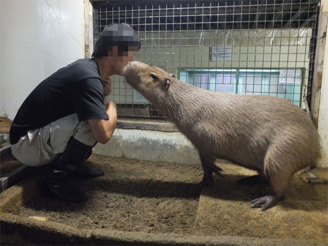 秋の訪れとシワコブサイチョウ_a0179837_1813736.jpg