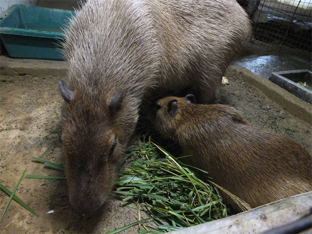 秋の訪れとシワコブサイチョウ_a0179837_18234997.jpg