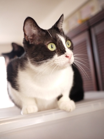 お馬さんが通る猫 らぃらてぃぁらみるきぃ編。_a0143140_23292143.jpg