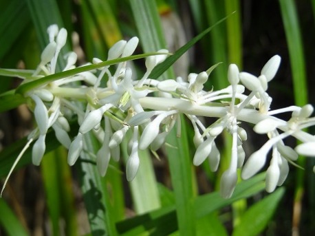 植物園の初秋の花たち_b0299042_2273065.jpg