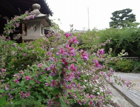 萩の寺・東光院_b0299042_8564534.jpg