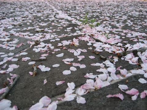 きょうの桜　４月１１日_b0301550_1872935.jpg