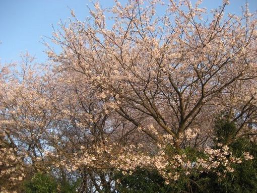 きょうの桜　４月１１日_b0301550_1872937.jpg