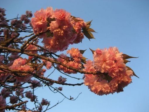 きょうの桜　４月２２日_b0301550_187355.jpg