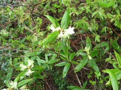 明石山系に登りました！その④　縦走路の花_b0301550_1874694.jpg