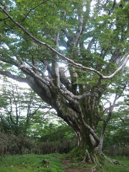 大座礼山に登りました！その③ブナの巨木_b0301550_1882527.jpg