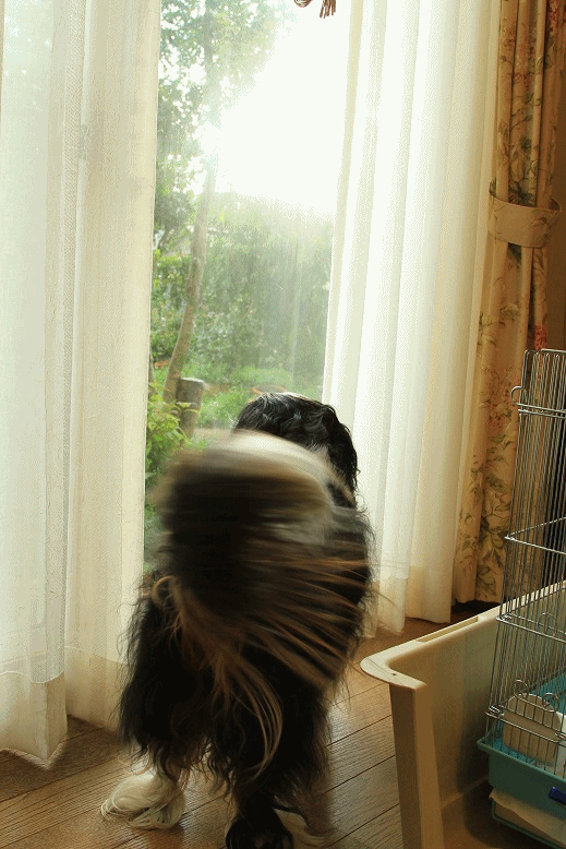 c0145250_20214565.gif