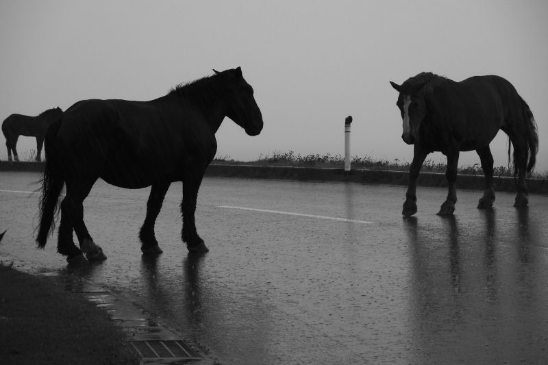 雨の中_c0181552_772489.jpg