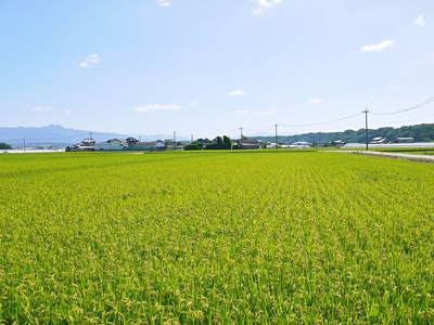 七城米 長尾農園 稲穂が頭(こうべ)をたれ風になびき実に美しい!!_a0254656_1728391.jpg