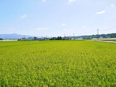 七城米　長尾農園　稲穂が頭（こうべ）をたれ風になびき実に美しい!!_a0254656_1728391.jpg