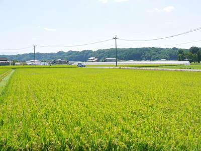 七城米 長尾農園 稲穂が頭(こうべ)をたれ風になびき実に美しい!!_a0254656_17471511.jpg