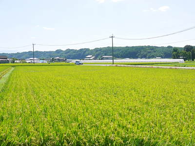 七城米　長尾農園　稲穂が頭（こうべ）をたれ風になびき実に美しい!!_a0254656_17471511.jpg