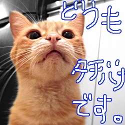 今月も順調に更新中。_d0246875_1156379.jpg