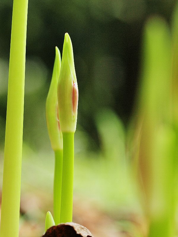 彼岸花　花芽から開花まで_d0316677_8391868.jpg