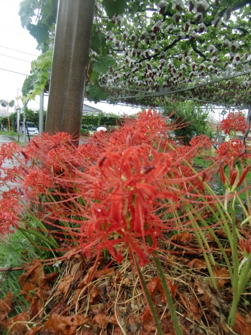 b0207284_1248102.jpg