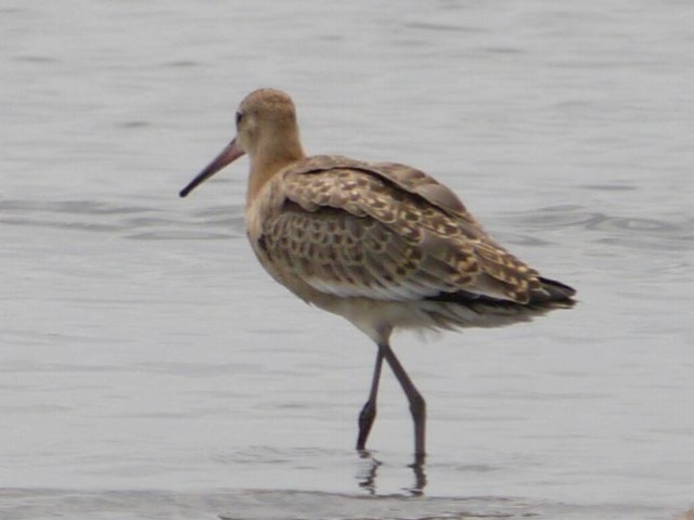 三番瀬の野鳥1　オグロシギ、ハマシギ、オオソリハシシギ_d0088184_11242819.jpg