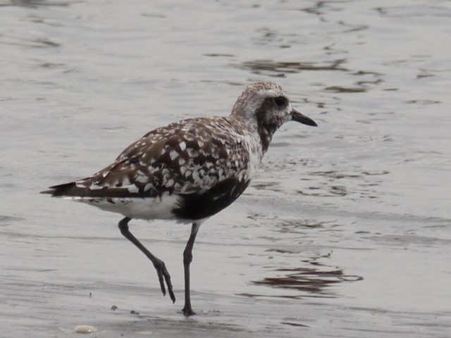 三番瀬の野鳥2　ダイゼン_d0088184_21224397.jpg