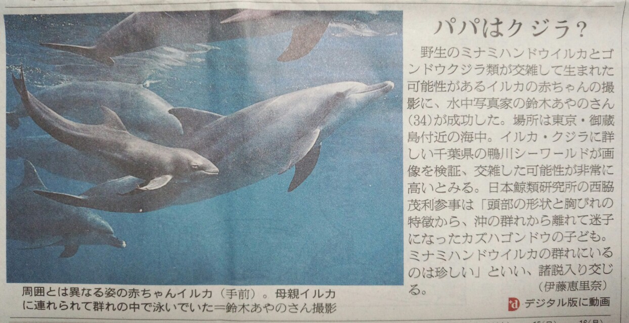 クジラ＆イルカ生態ビジュアル図鑑_d0188185_946431.jpg