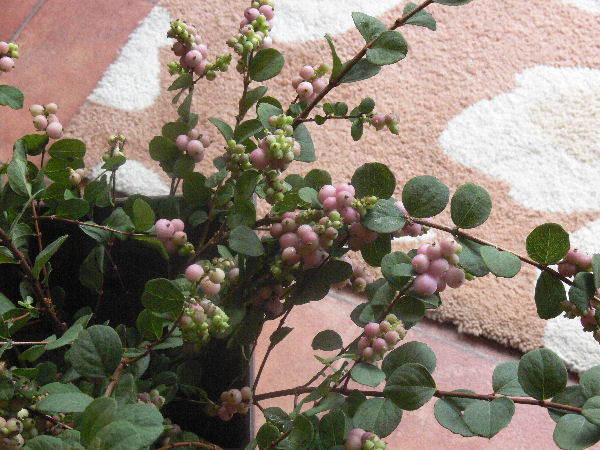 e0140986_13591710.jpg