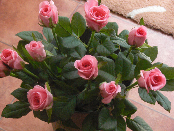 e0140986_148683.jpg