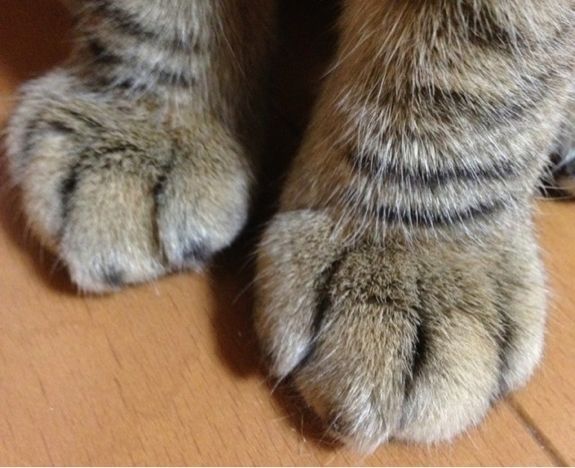 いつ買うの?_a0126590_23555799.jpg