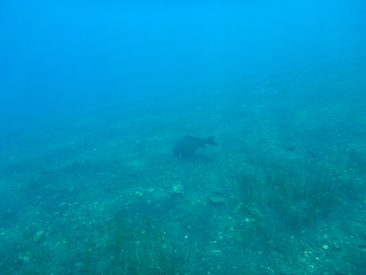 本栖湖の餌付け ②_e0077899_821529.jpg