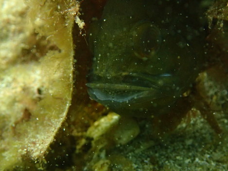 e0115199_22362483.jpg