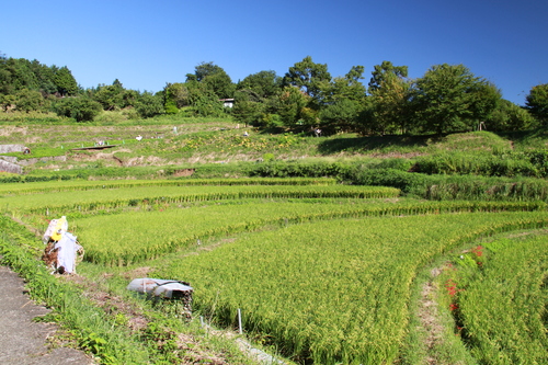 彼岸花と稲渕棚田（案山子）_e0284800_1852631.jpg