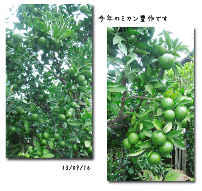 台風一過 と三連休の事_c0051105_114274.gif
