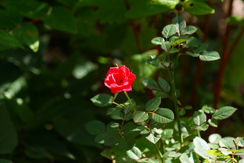 f0170524_16542516.jpg