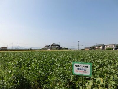 北新庄小学校様の枝豆収穫体験☆_e0061225_1431540.jpg