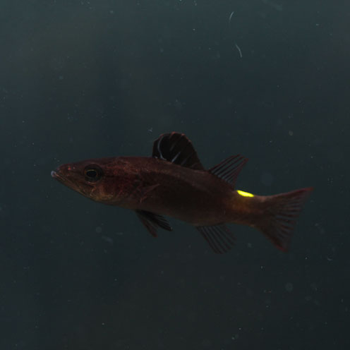 海水魚アップしました!_d0221436_2044621.jpg