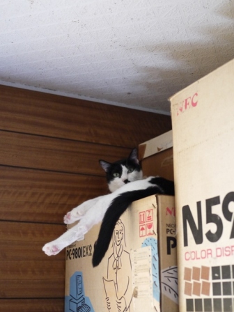 猫のお友だち ハナちゃんホビちゃんエムくんダイヤちゃんスペードちゃん編。_a0143140_2322821.jpg