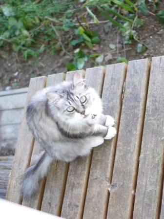 猫のお友だち ハナちゃんホビちゃんエムくんダイヤちゃんスペードちゃん編。_a0143140_23261567.jpg