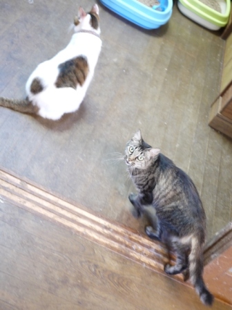 猫のお友だち ハナちゃんホビちゃんエムくんダイヤちゃんスペードちゃん編。_a0143140_23264627.jpg